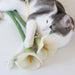 Flora Cat Wand Toy - Valley Variety - Catenary