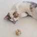 Pearl Cat Toys - Valley Variety - Catenary