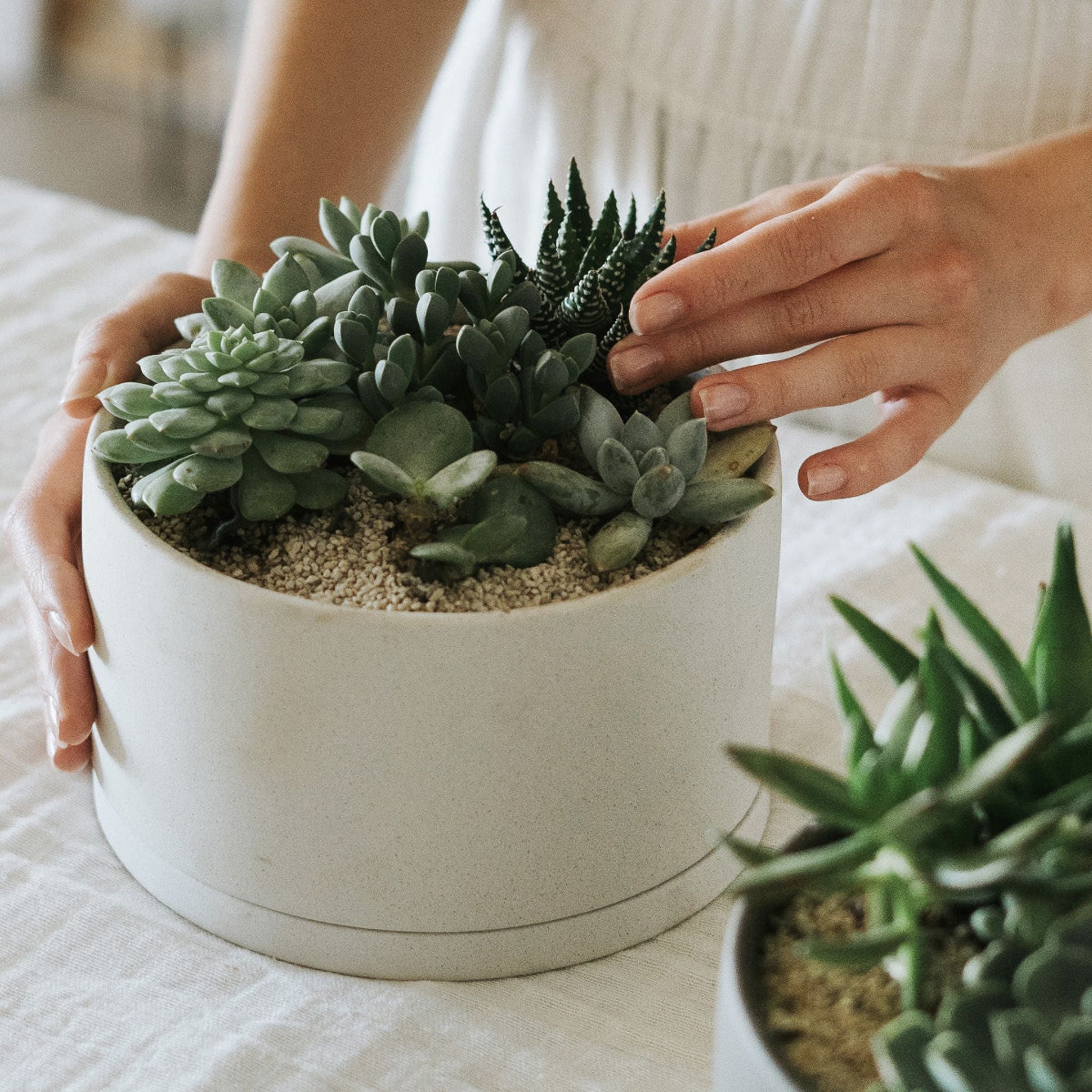 succulent planter with saucer PLANT POT 191 ( 170mm/6.8in)
