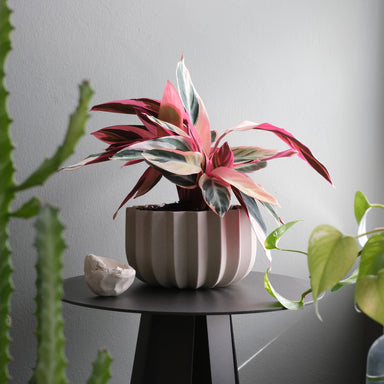 Wrap Ceramic Planter - Valley Variety - Misewell