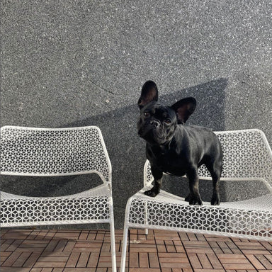 Hot Mesh Lounge Chair - Valley Variety - Blu Dot