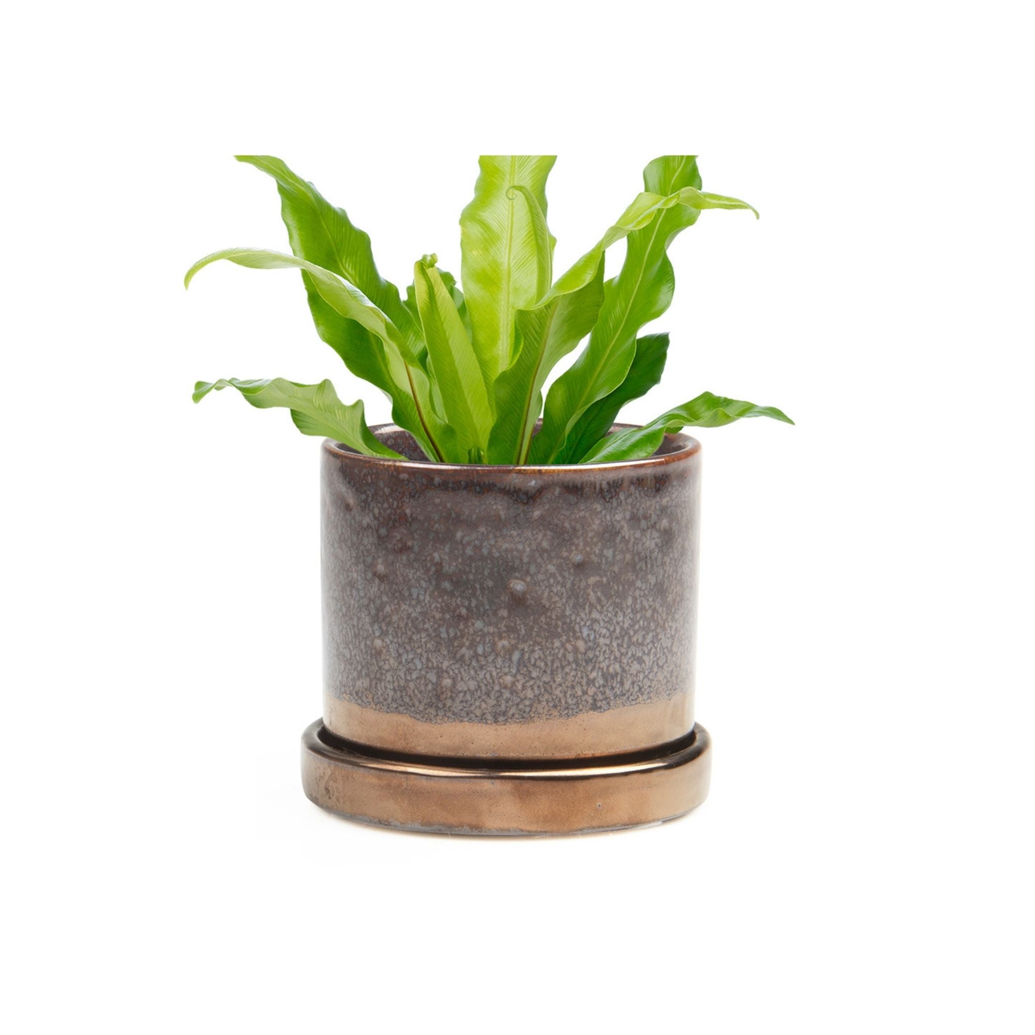 Big Minute Pot & Saucer - Valley Variety - Chive