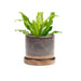 Big Minute Pot & Saucer - Valley Variety - Chive