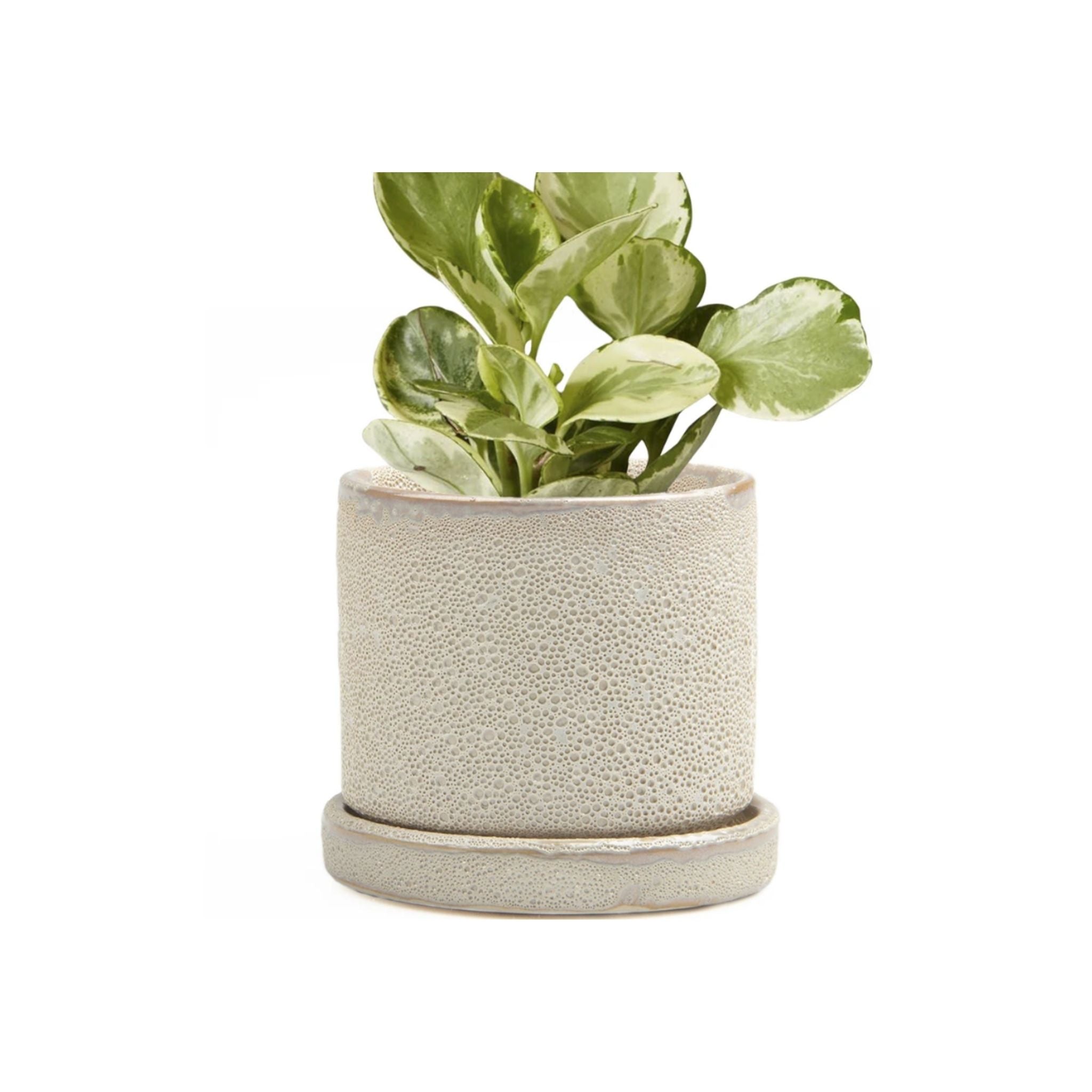 Big Minute Pot & Saucer - Valley Variety - Chive