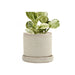 Big Minute Pot & Saucer - Valley Variety - Chive