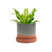 Big Minute Pot & Saucer - Valley Variety - Chive