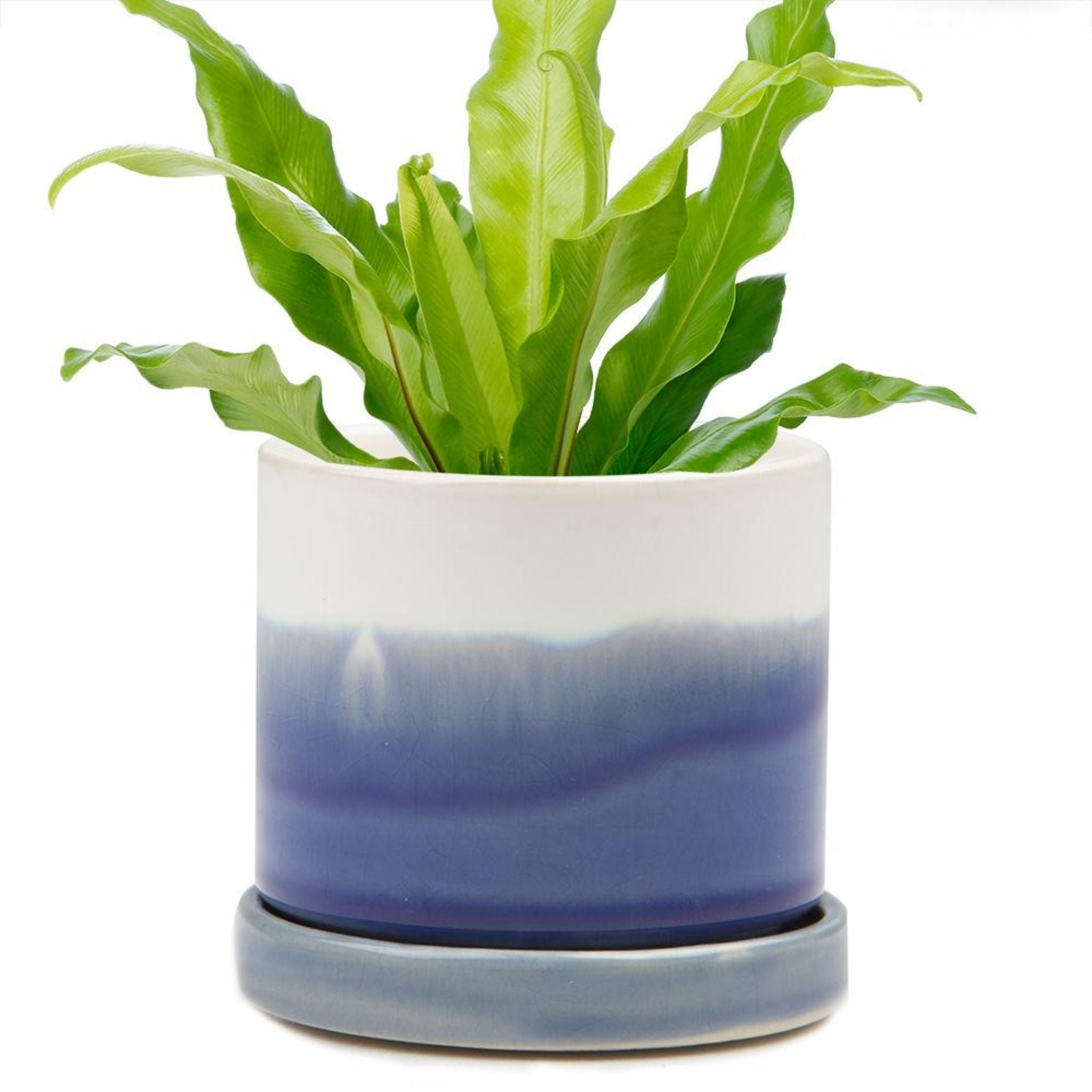 Big Minute Pot & Saucer - Valley Variety - Chive