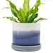 Big Minute Pot & Saucer - Valley Variety - Chive