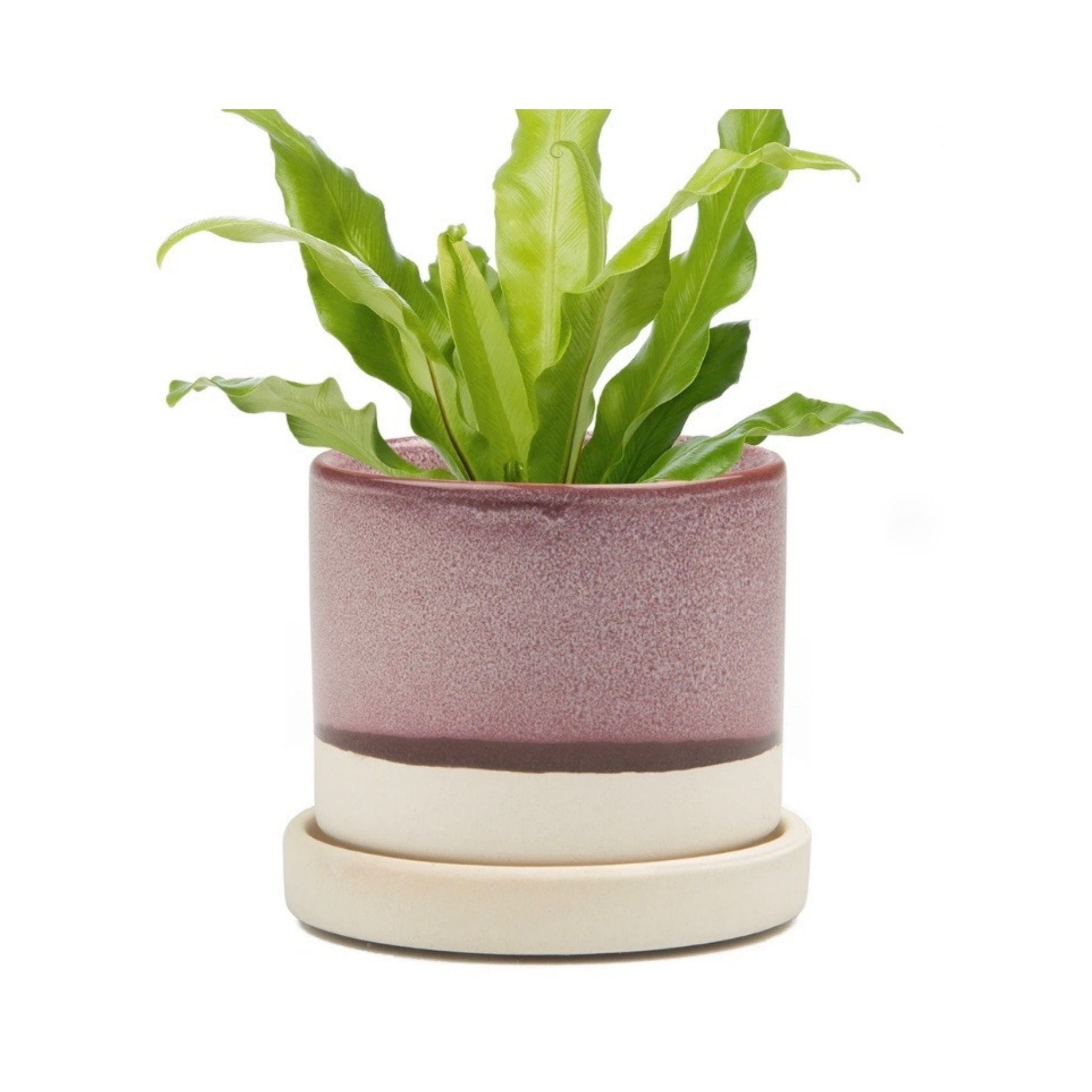 Big Minute Pot & Saucer - Valley Variety - Chive