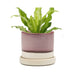 Big Minute Pot & Saucer - Valley Variety - Chive