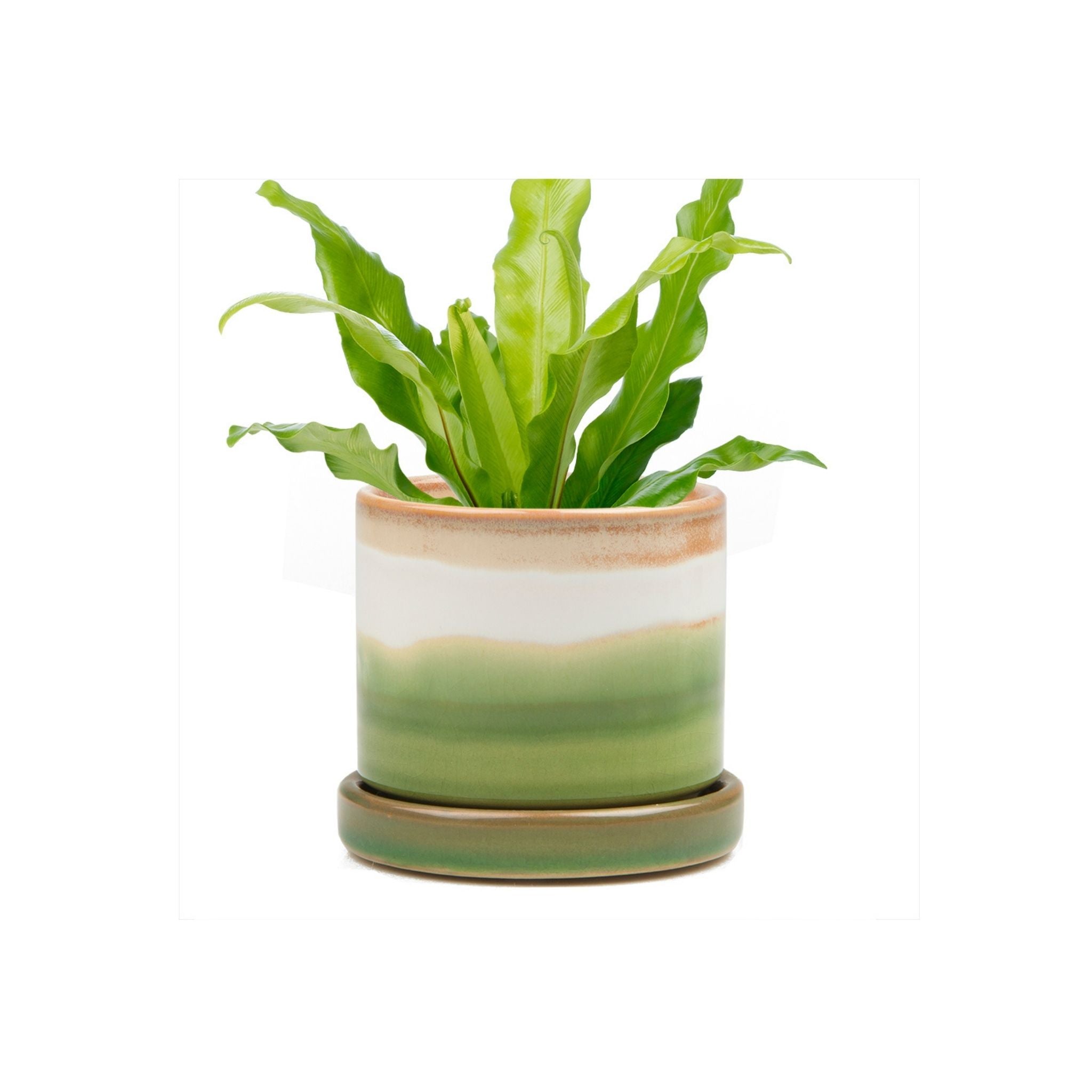 Big Minute Pot & Saucer - Valley Variety - Chive