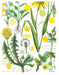 Botanical Tea Towels - Valley Variety